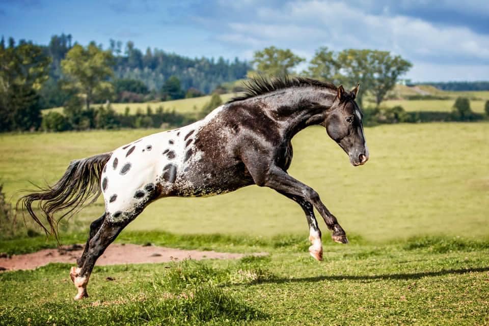 young Knabstrupper stallion